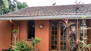 Monkey Running Across the Roof in Durban, South Africa